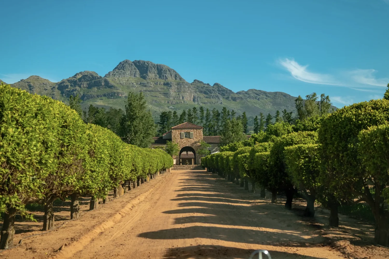 Vinos de Sudáfrica