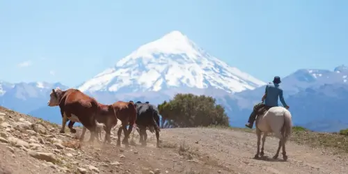 Vinos de Argentina