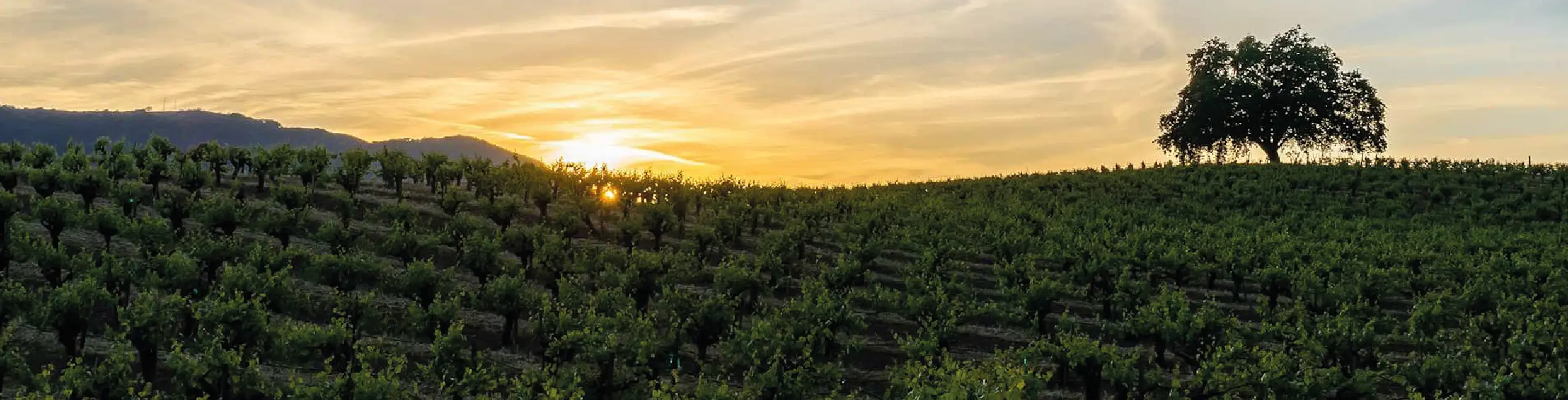 Marimar Estate Vineyards and Winery