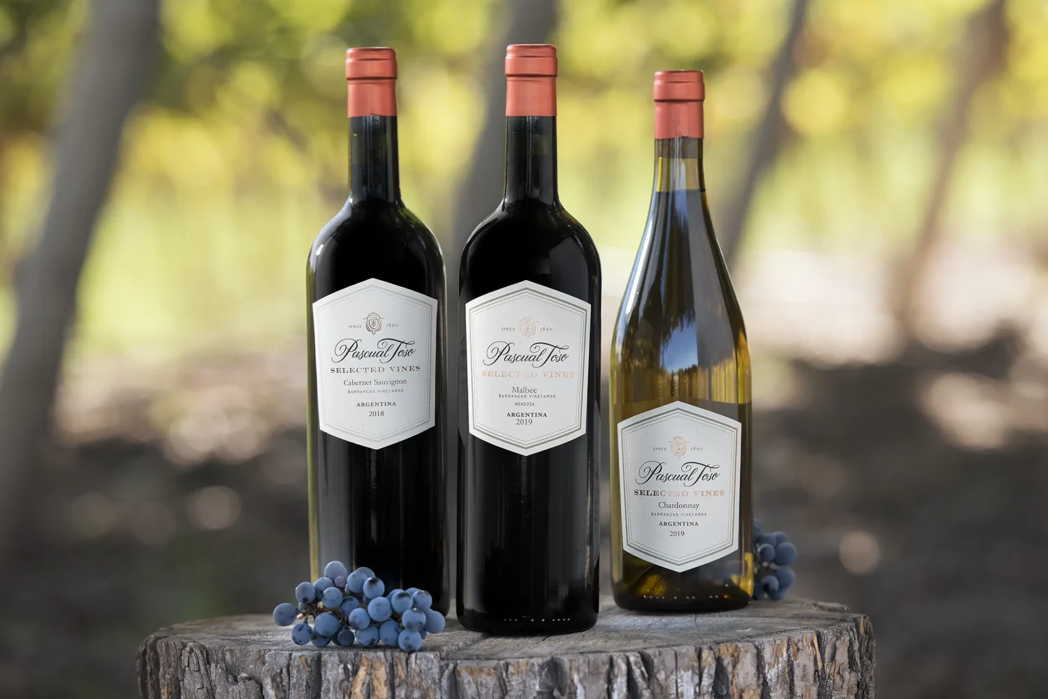 Vinos Pascual Toso