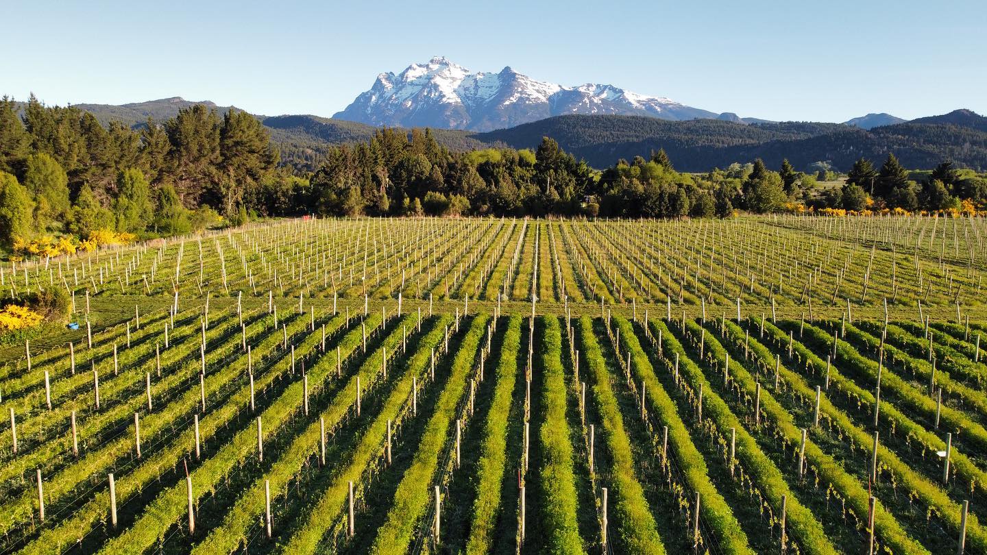 Imagen de siembra de uvas de casa Yagüe, en el valle de Trevelin