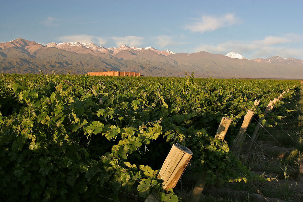 Imagen de viñedo de Andeluna en el valle de Uco Mendoza
