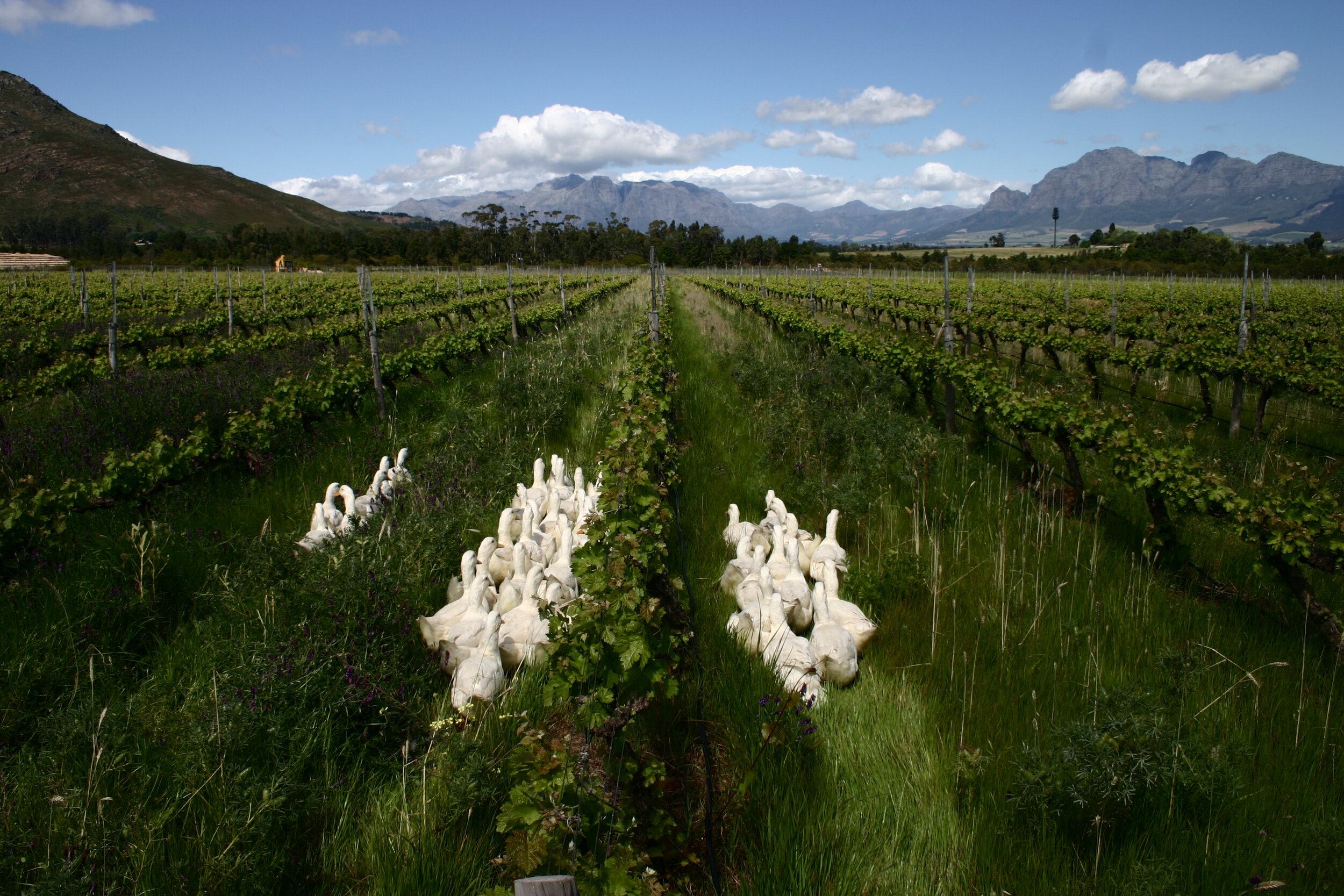 Avondale Wine