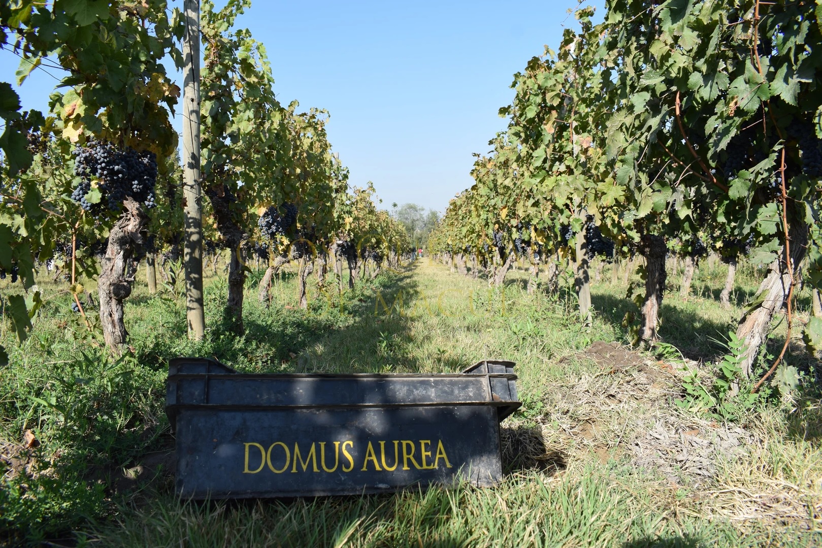 Clos Quebrada de Macul