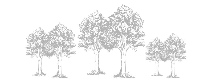 Imagen de árboles de Boekenhout 