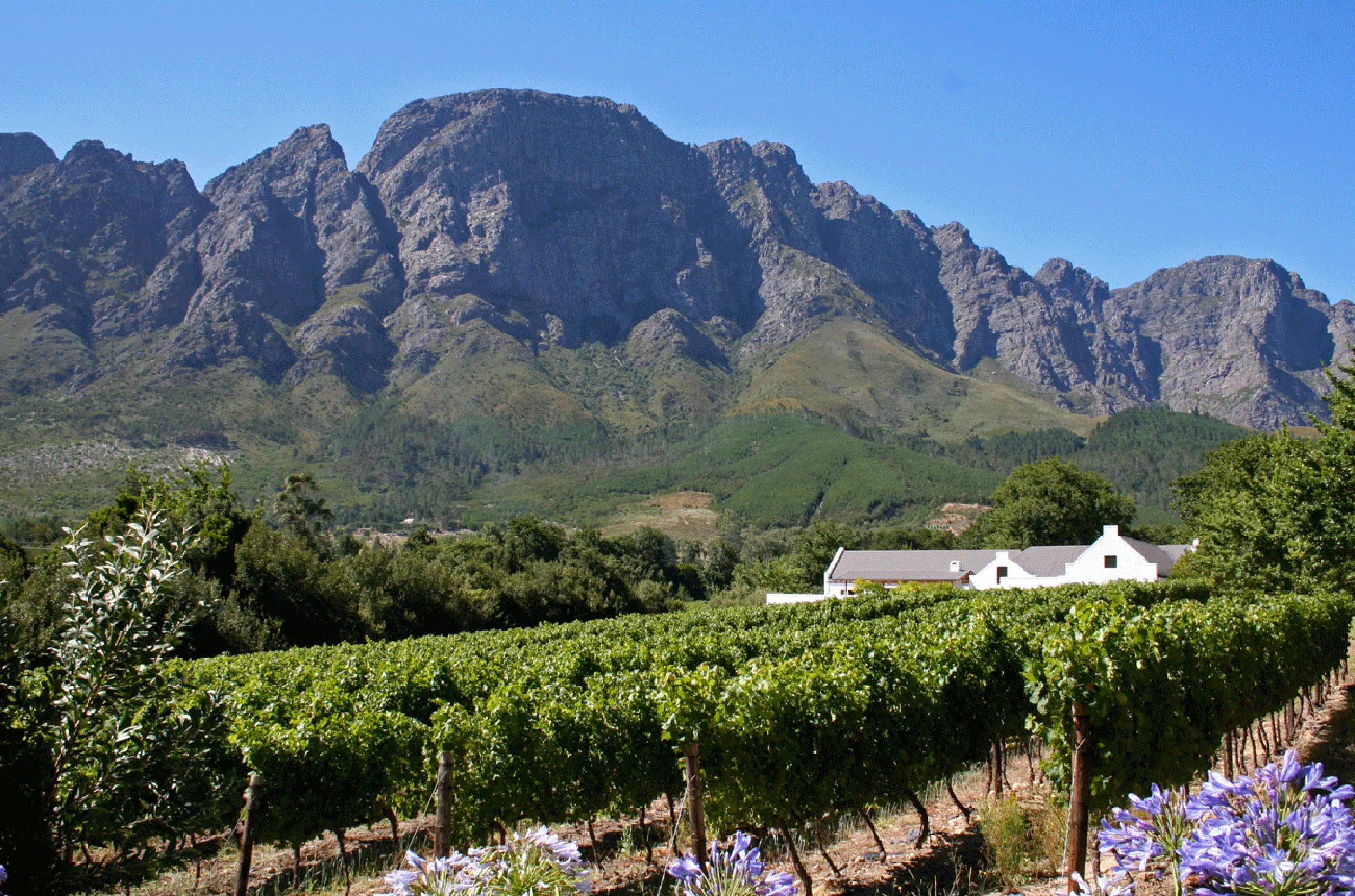 Imagen de viñedo de Bodega Boekenhoutskloof