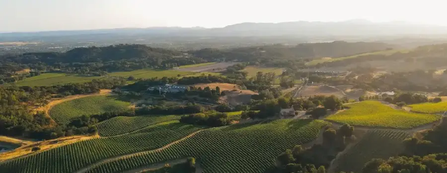 Imagen de viñedo en Vinos Chalk Hill