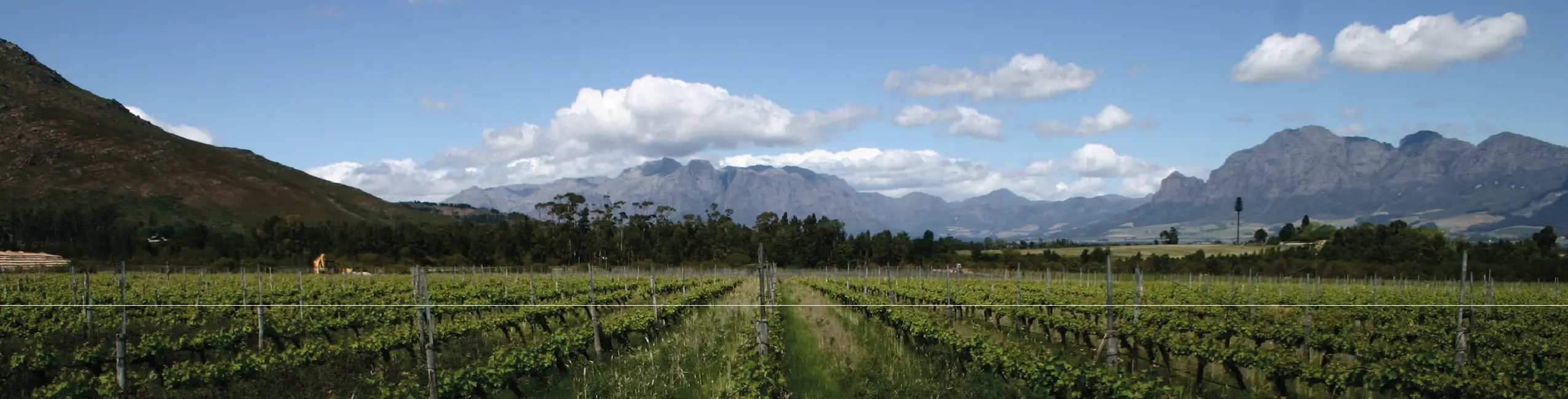 Avondale Wine