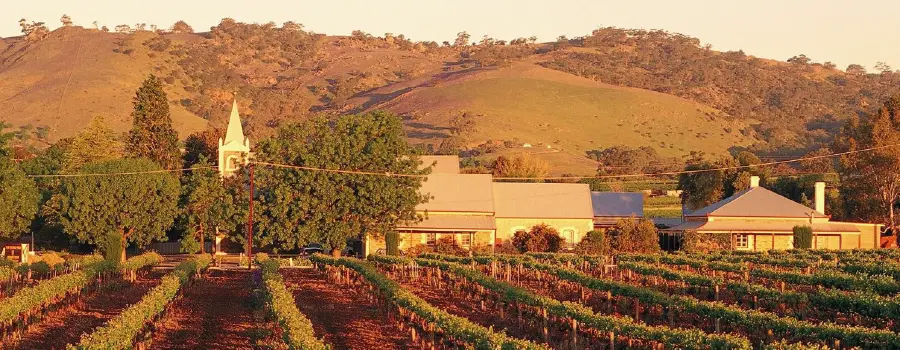 Viñedo de Shiraz de calidad en Australia
