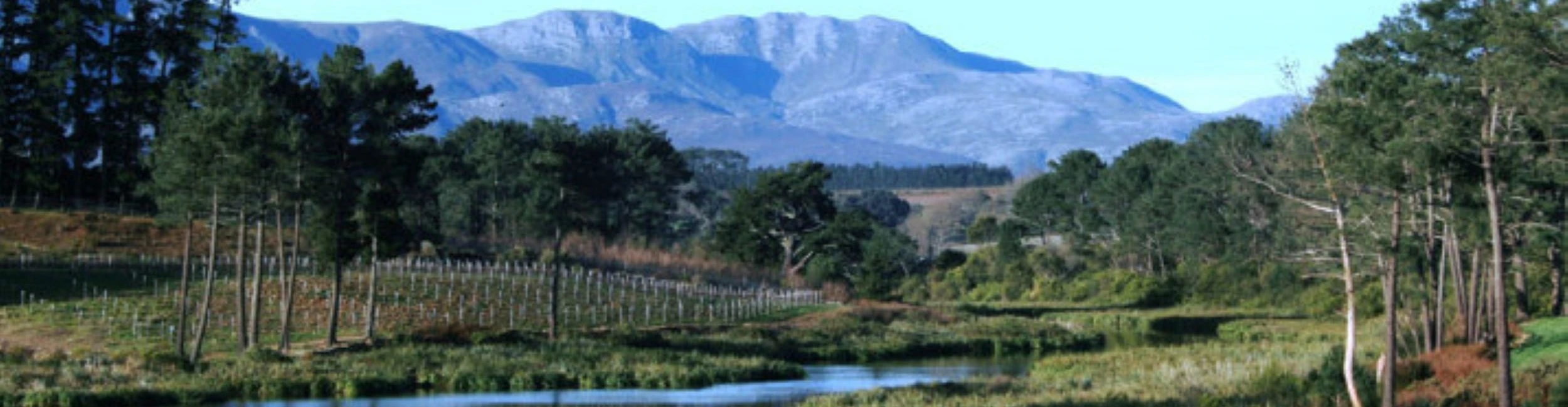 Shannon Vineyard