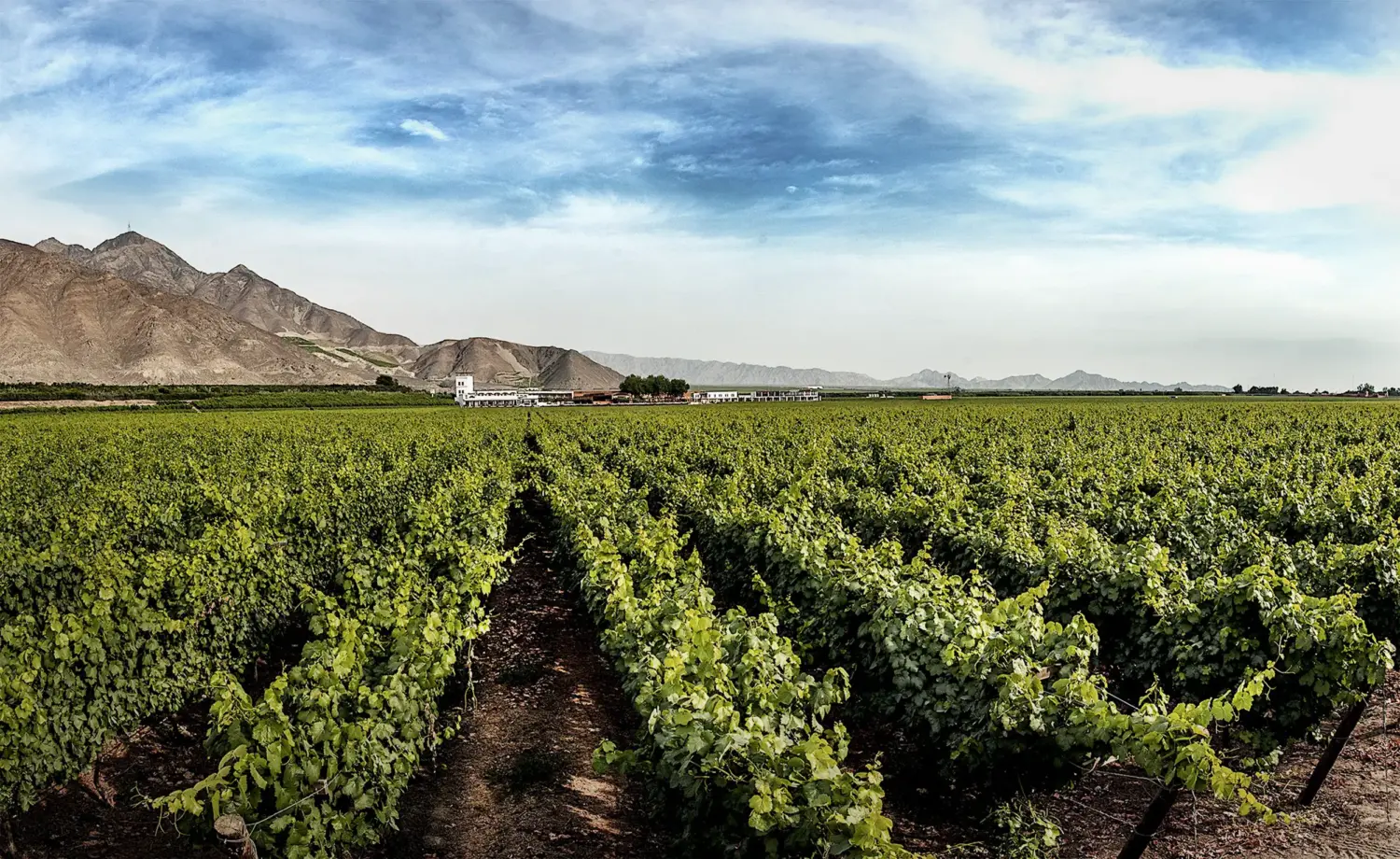 Viñas en Perú